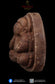 (Rare!)LP Tim Wat Phra Khao BE2547 Pidta Pumpui with Hand Yant